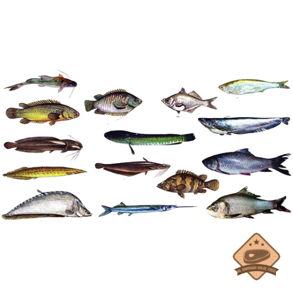 Fish