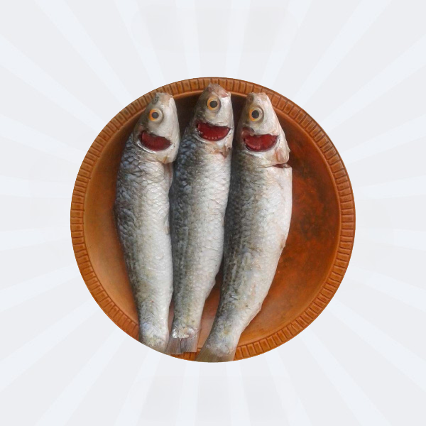 Bata Fish 800gm (Cleaned) Big Size