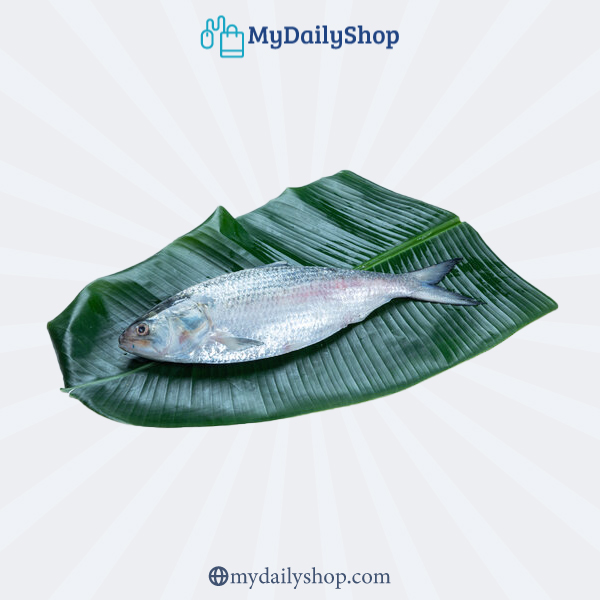 Hilsha Fish Whole 1200~1250gm