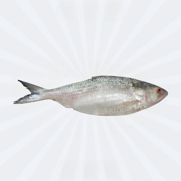 Hilsha Fish Whole 1700~1750gm