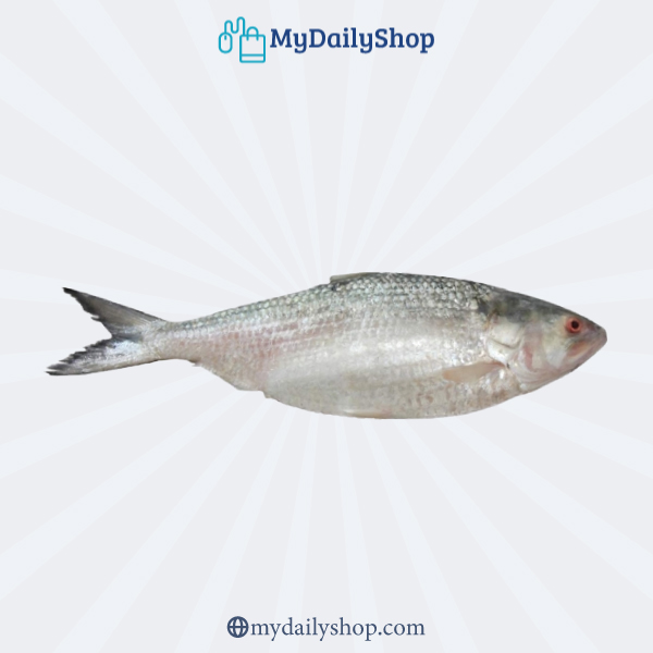 Hilsha Fish Whole 1700~1750gm