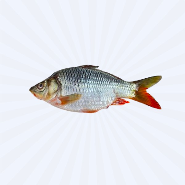 KARFU 1300GM UP [PRICE VARIABLE 780/KG]