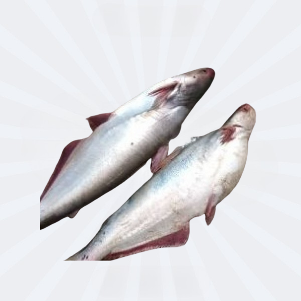Pangash Whole Cut 3-3.8kg [Price Variable] from River