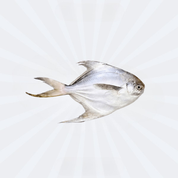 Rupchanda/ Silver Pomfret 8-10pc
