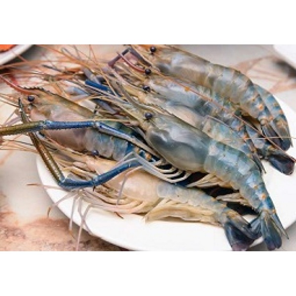 Shrimp U35-45 Golda (2 in 1)