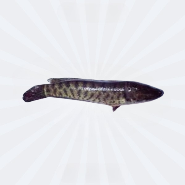Taki