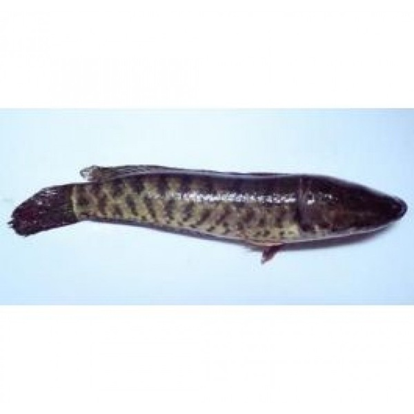 Taki