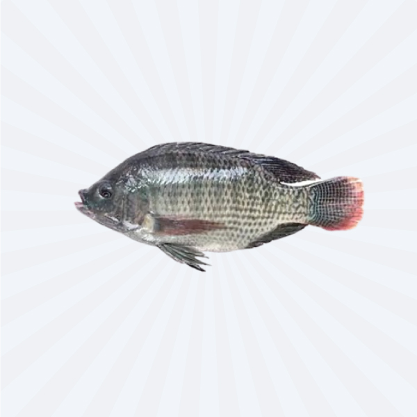 Tilapia / Telapia Whole Cut 500gm
